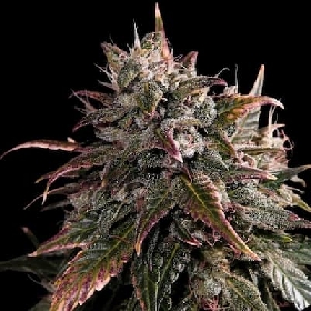 Bubble Bath > Empire Seeds